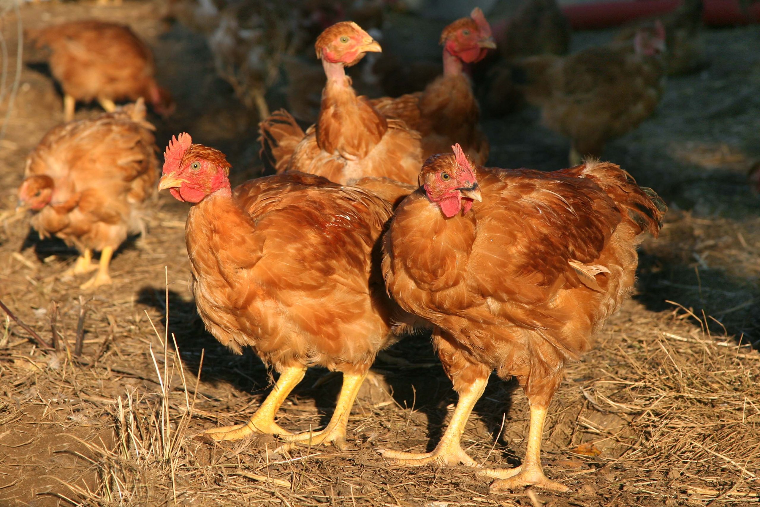 photo-ferme-volaille-pr-s-de-pouzauges-roule-poulette