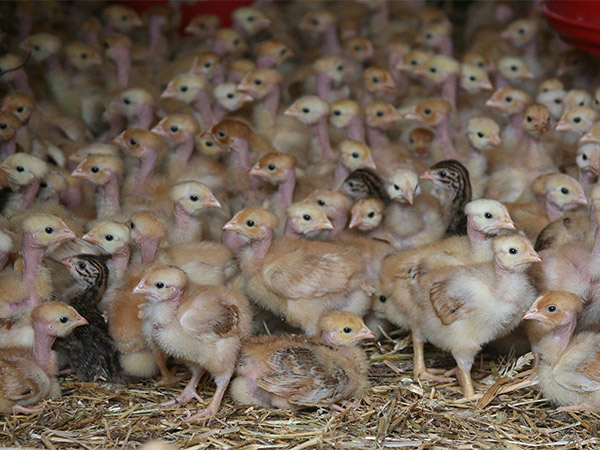 Poulets-bio